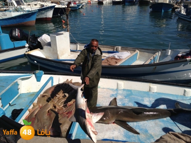 minashark328 (14).JPG